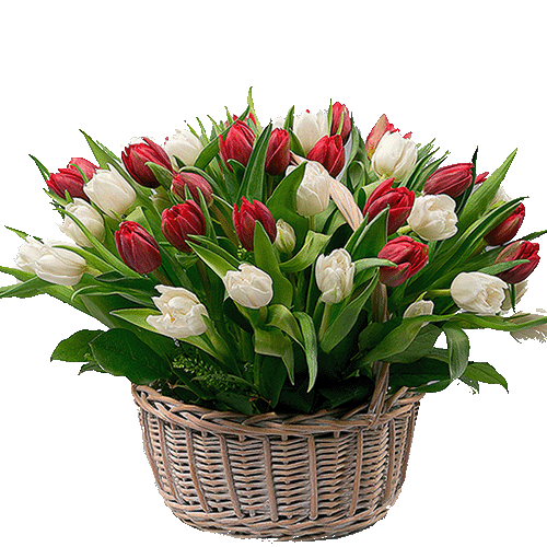 Фото товара 51 тюльпан в корзине в Черноморске