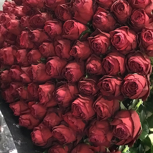 красные розы большой букет фото