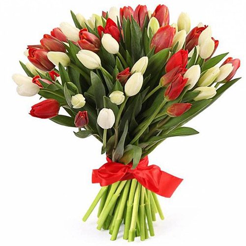 Фото товара 51 красно-белый тюльпан (с лентой) в Черноморске
