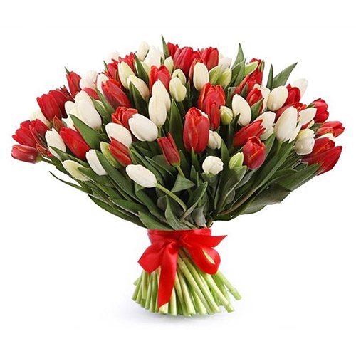 Фото товара 75 красно-белых тюльпанов (с лентой) в Черноморске