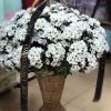 Фото товара Корзина "Жёлтые хризантемы и розы"" в Черноморске