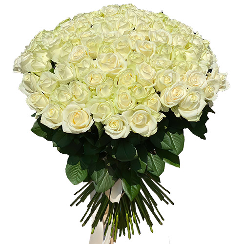 Фото товара 101 роза белая в Черноморске